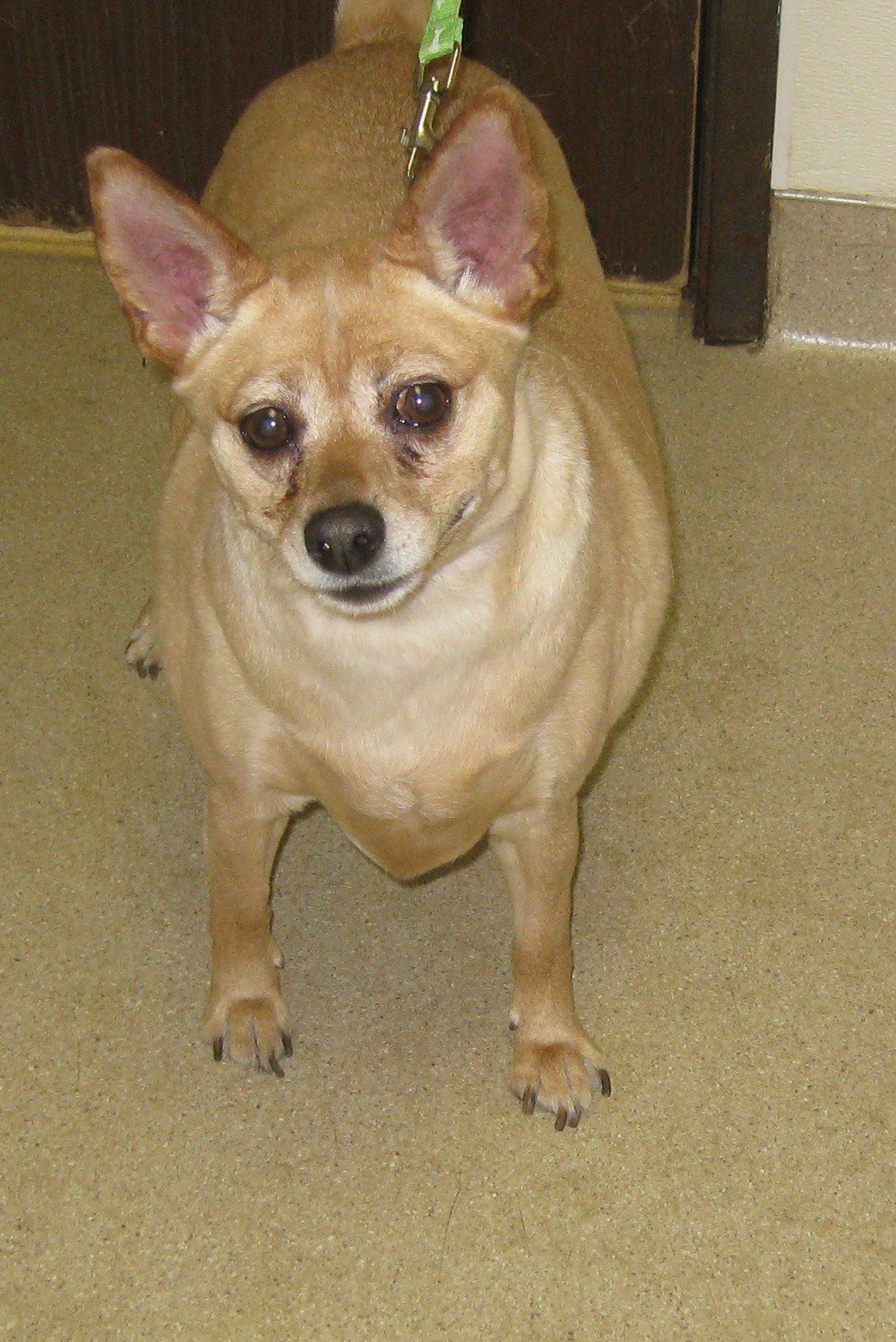Daisy